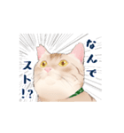 日本猫スタンプ（個別スタンプ：20）