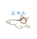 日本猫スタンプ（個別スタンプ：30）