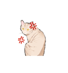 日本猫スタンプ（個別スタンプ：36）
