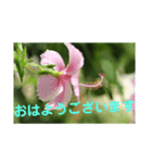 こころ休まる花と風景(4)（個別スタンプ：1）