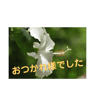 こころ休まる花と風景(4)（個別スタンプ：2）