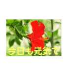 こころ休まる花と風景(4)（個別スタンプ：3）
