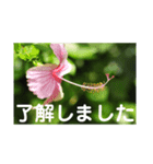 こころ休まる花と風景(4)（個別スタンプ：4）