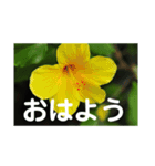 こころ休まる花と風景(4)（個別スタンプ：5）