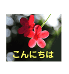 こころ休まる花と風景(4)（個別スタンプ：8）