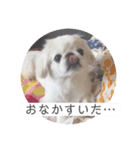 むこティンビーバー（個別スタンプ：1）