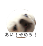 むこティンビーバー（個別スタンプ：8）