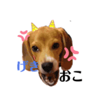 Beagle Ben の ほのぼのスタンプ（個別スタンプ：1）