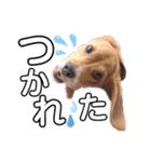 Beagle Ben の ほのぼのスタンプ（個別スタンプ：2）