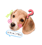 Beagle Ben の ほのぼのスタンプ（個別スタンプ：3）