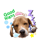Beagle Ben の ほのぼのスタンプ（個別スタンプ：5）