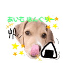 Beagle Ben の ほのぼのスタンプ（個別スタンプ：7）