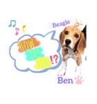 Beagle Ben の ほのぼのスタンプ（個別スタンプ：8）