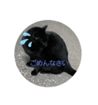 可愛い野良猫ちゃん（個別スタンプ：4）
