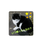 可愛い野良猫ちゃん（個別スタンプ：6）
