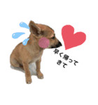 子犬のケン（個別スタンプ：2）