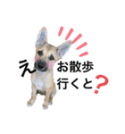 子犬のケン（個別スタンプ：3）