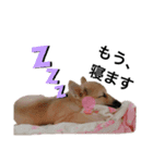 子犬のケン（個別スタンプ：4）