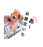 子犬のケン（個別スタンプ：5）