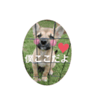 子犬のケン（個別スタンプ：6）
