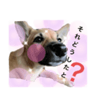 子犬のケン（個別スタンプ：7）