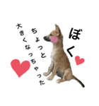 子犬のケン（個別スタンプ：8）