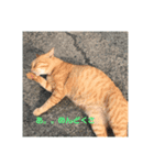 安倍川にゃんずの日々（個別スタンプ：3）