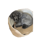 こわがりトイプードル（個別スタンプ：2）