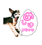 リオ君のひとりごと VOL 1（個別スタンプ：4）