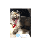 konkon_20190720170436（個別スタンプ：3）