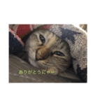 konkon_20190720170436（個別スタンプ：6）