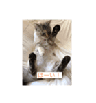 konkon_20190720170436（個別スタンプ：7）