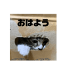チャロフのスタンプ（個別スタンプ：2）