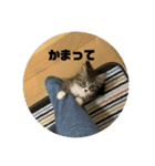 チャロフのスタンプ（個別スタンプ：3）