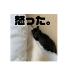 チャロフのスタンプ（個別スタンプ：5）