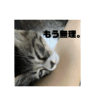 チャロフのスタンプ（個別スタンプ：6）