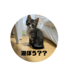 チャロフのスタンプ（個別スタンプ：7）