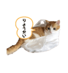 ラブこむぎちゃん（個別スタンプ：1）