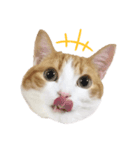 ラブこむぎちゃん（個別スタンプ：2）