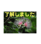 こころ休まる花と風景(5)（個別スタンプ：1）