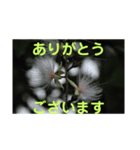 こころ休まる花と風景(5)（個別スタンプ：2）
