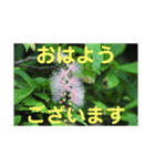 こころ休まる花と風景(5)（個別スタンプ：5）