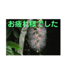 こころ休まる花と風景(5)（個別スタンプ：7）