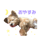 マルプーの日常Part2（個別スタンプ：7）