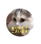 こむぎさん ありがとうスタンプ（個別スタンプ：2）