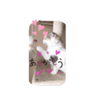 こむぎさん ありがとうスタンプ（個別スタンプ：3）