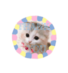 こむぎさん ありがとうスタンプ（個別スタンプ：5）