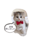 こむぎさん ありがとうスタンプ（個別スタンプ：7）