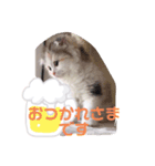 こむぎさん ありがとうスタンプ（個別スタンプ：8）