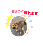 我が家の柴犬くん 3（個別スタンプ：1）